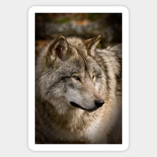 Timber Wolf Sticker